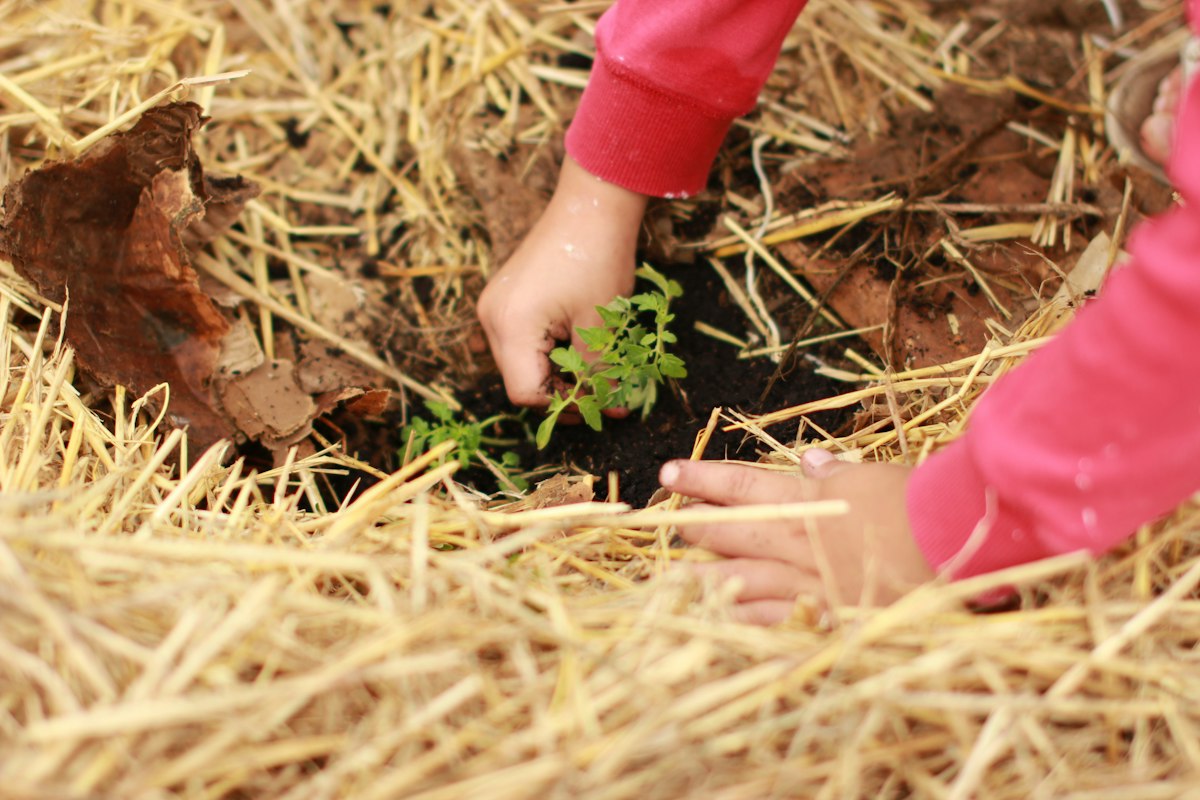 A child's hand planting a seedling in straw mulch