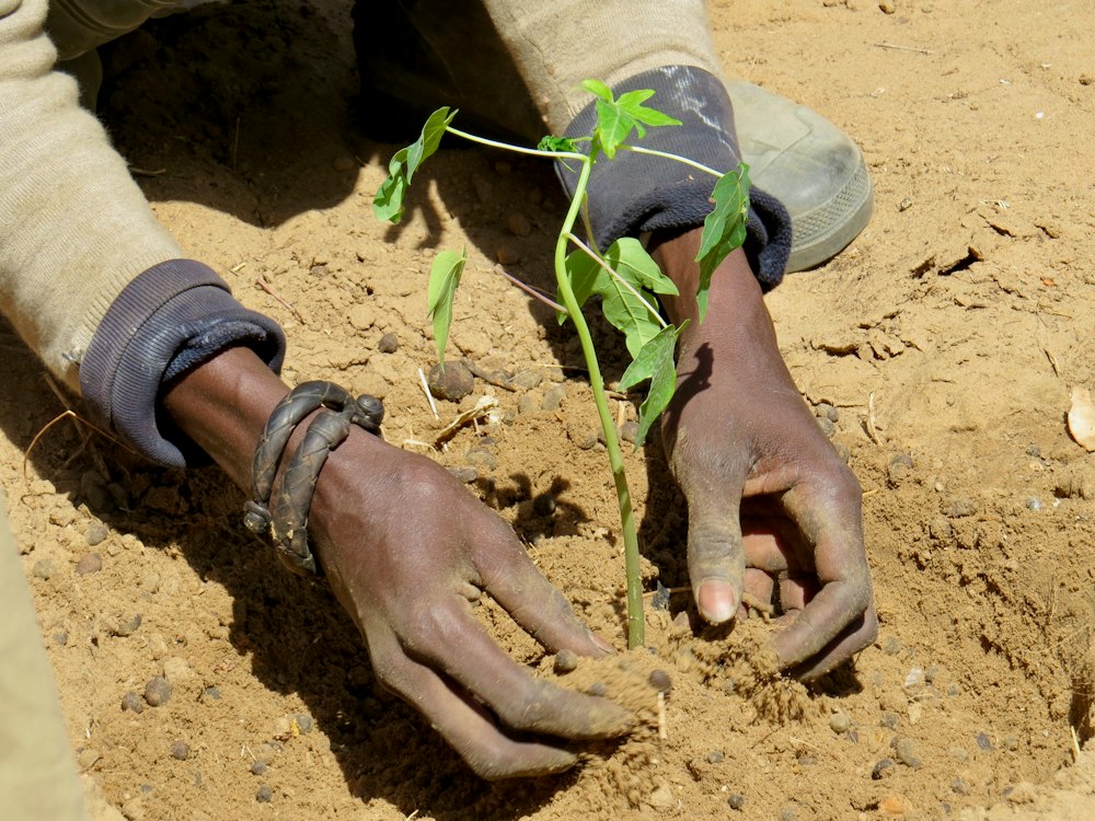 Hands planting a young tree seedling in soil